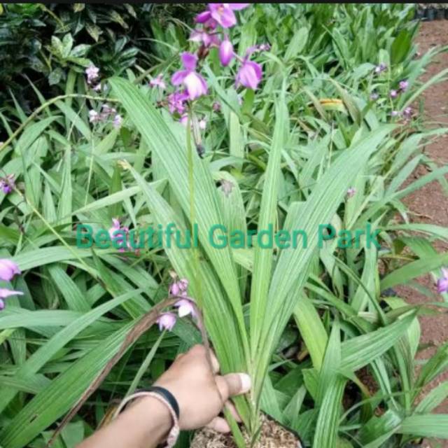 Tanaman Hias Anggrek Tanah bunga Ungu / pohon hias anggrek tanah ungu