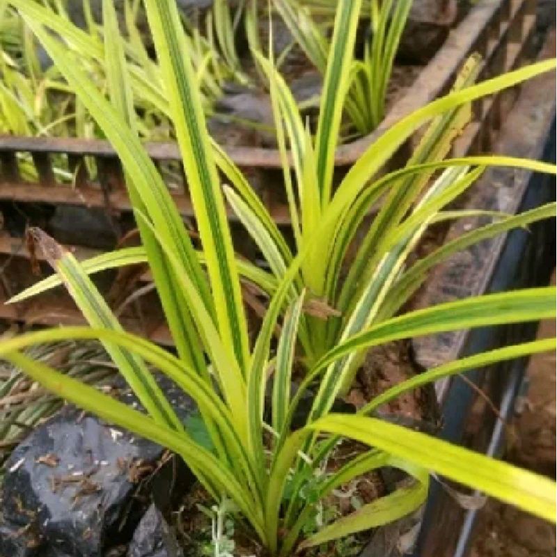 Tanaman hias pandan mini golden varigata