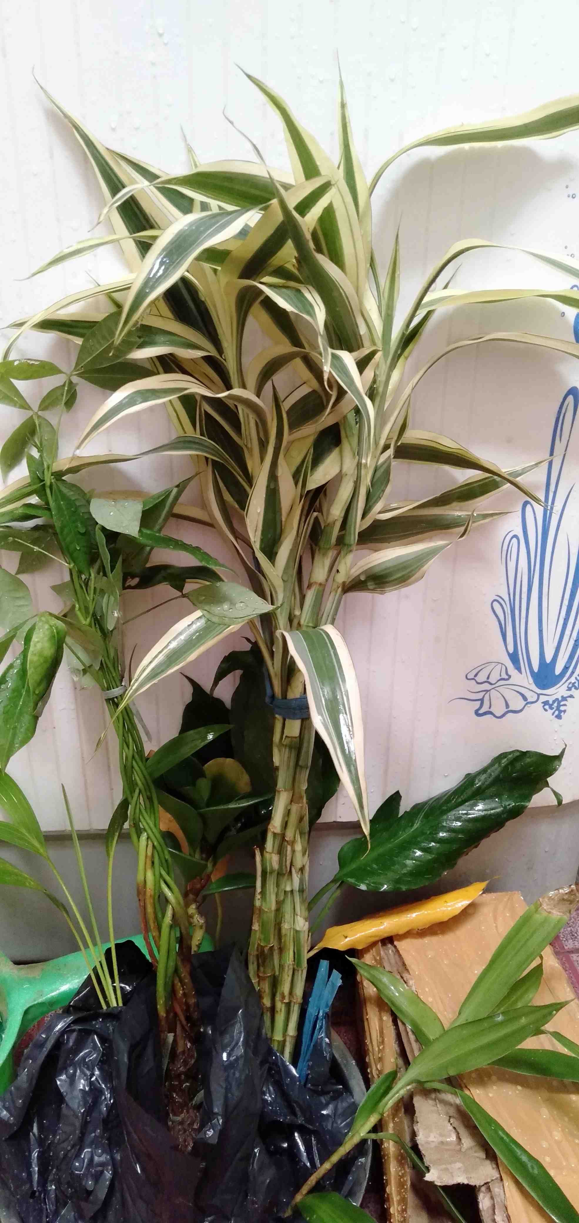 Tanaman Hias Bambu Hoki Variegata Lucky Bamboo