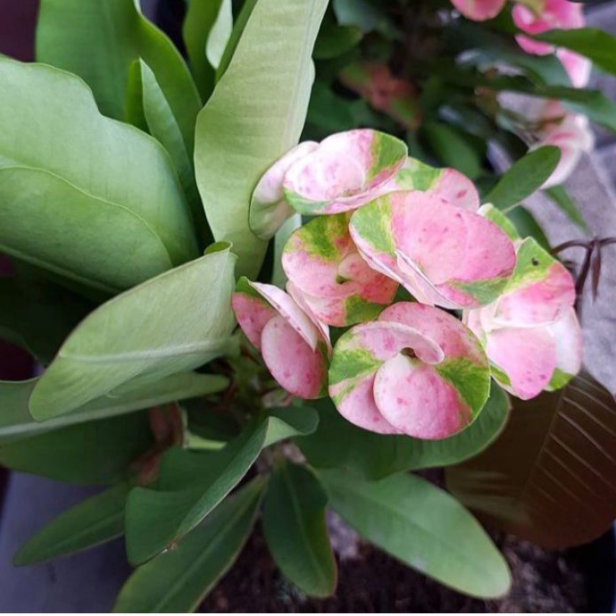 PROMO!!! TANAMAN HIAS EUPHORBIA // PINK BERCAK GREEN