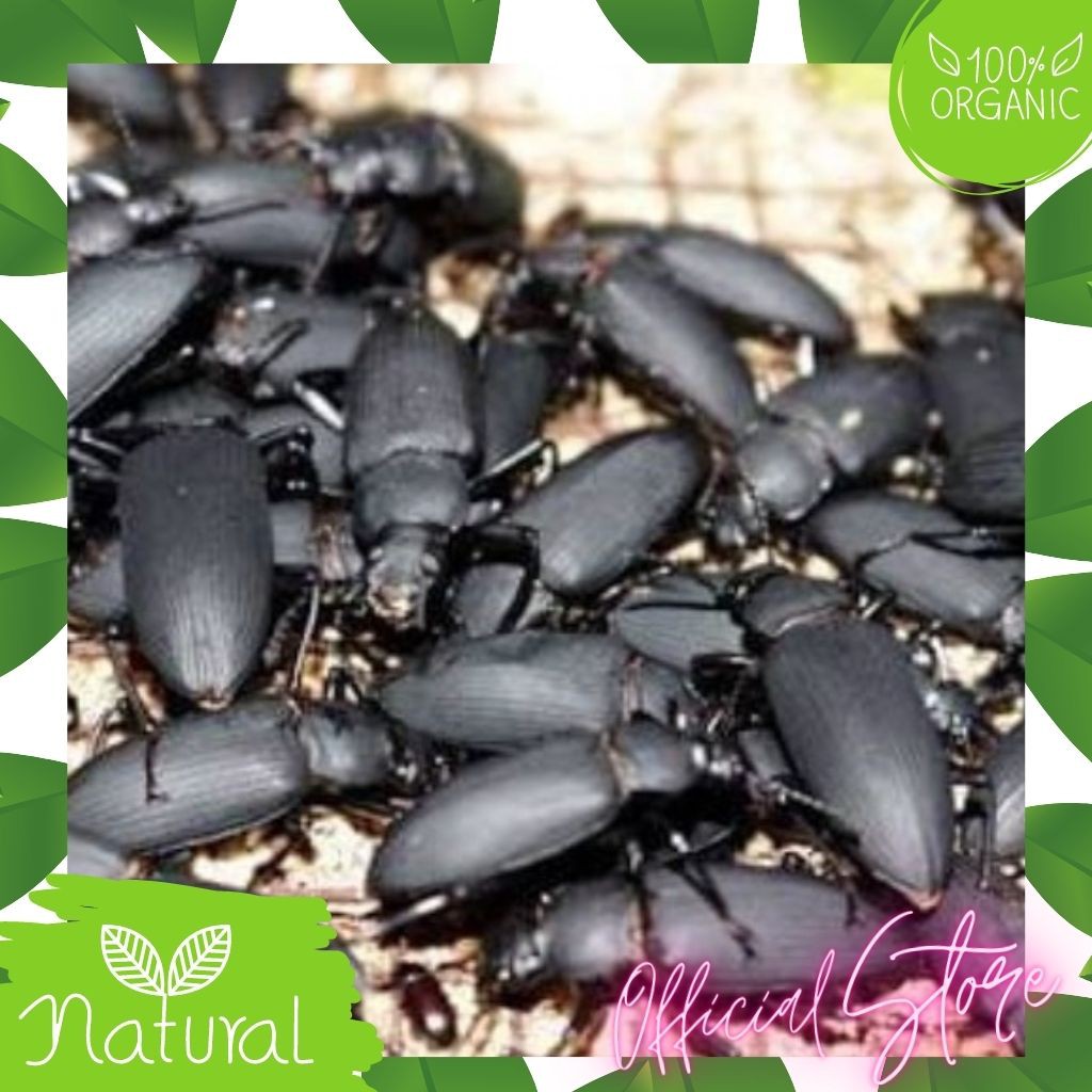 Kepik Kumbang Induk Ulat Jerman Hidup Kualitas Bagus Sehat