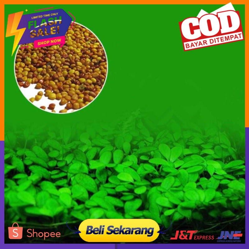 Bibit Rumput Air Dekorasi Aquarium Landscape Ornament - H0027