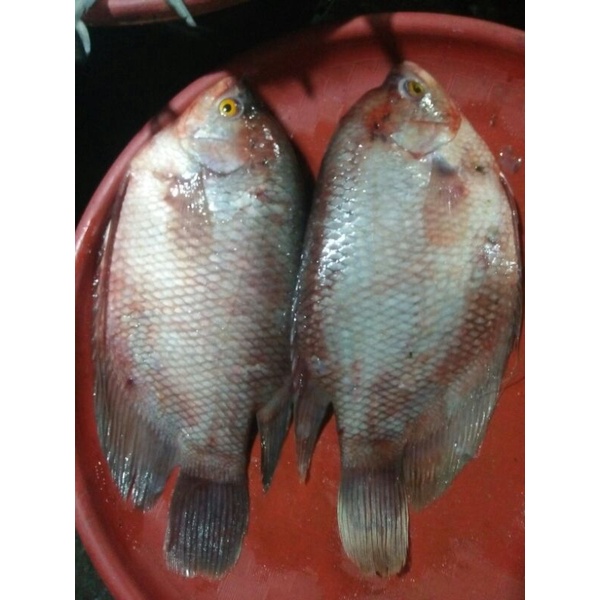 

Ikan GURAMI SEGAR 1KG. SUDAH DI BERSIKAN DAN DICUCI.