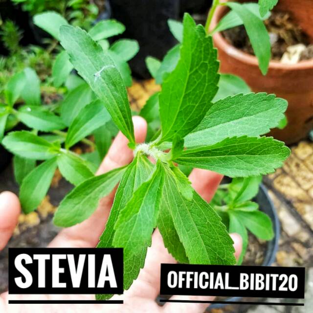 Tanaman Bibit Stevia || Bibit Stevia