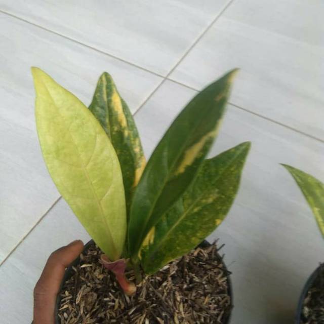 Tanaman bias anturium jermani - anturium jermani variegata