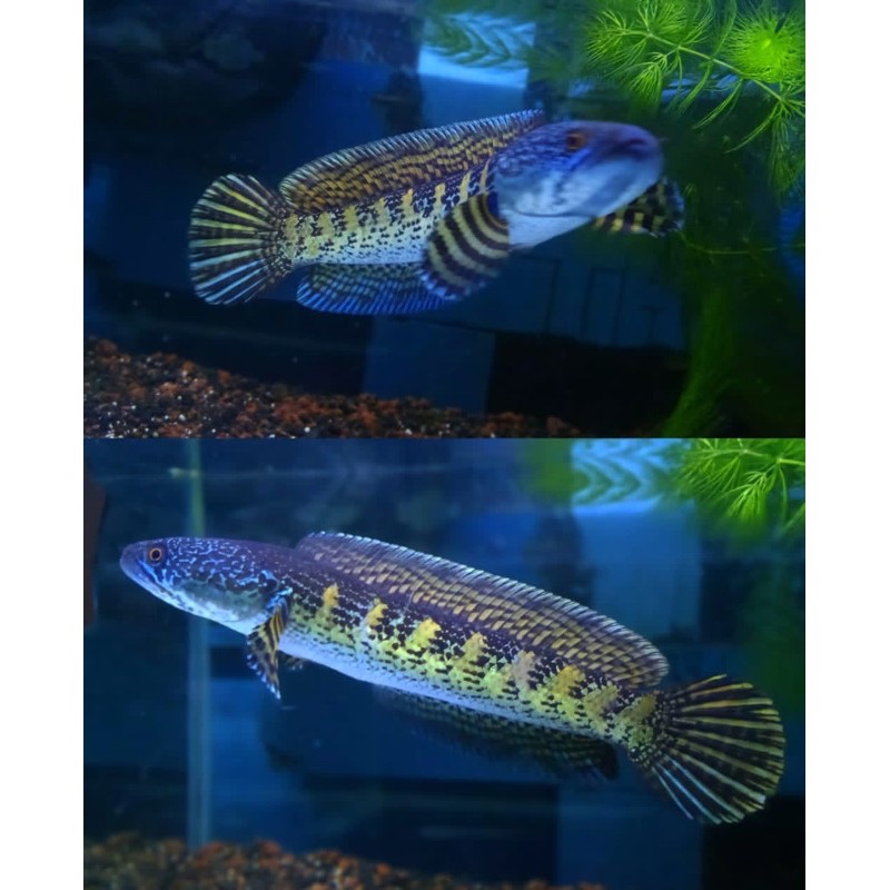 Channa Auranti HighFin 16-18cm