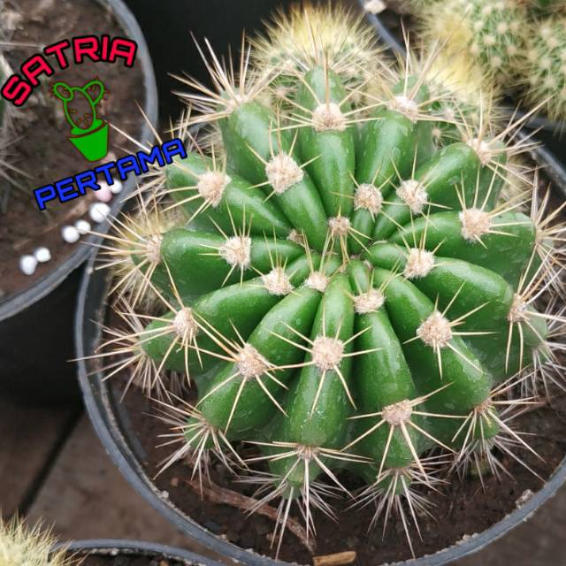 Kaktus ownroot, kaktus hias mini