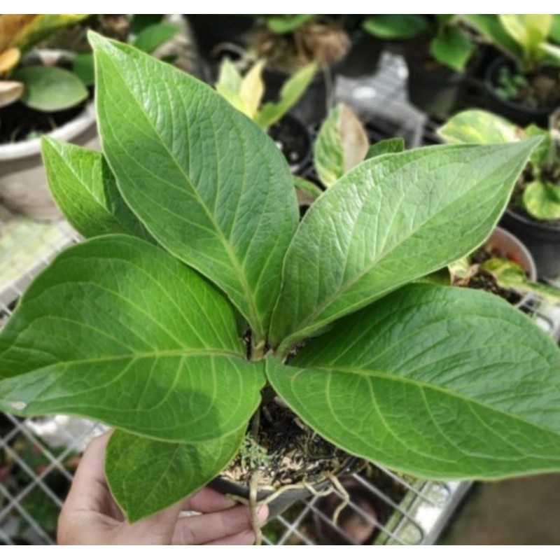 Tanaman Hias Antorium Jemani Cobra/Bibit Tanaman Hias Antorium Kobra