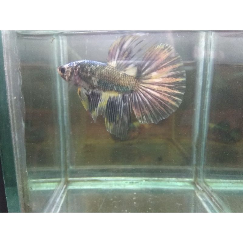 Cupang  HM Yellow Cooper Gold