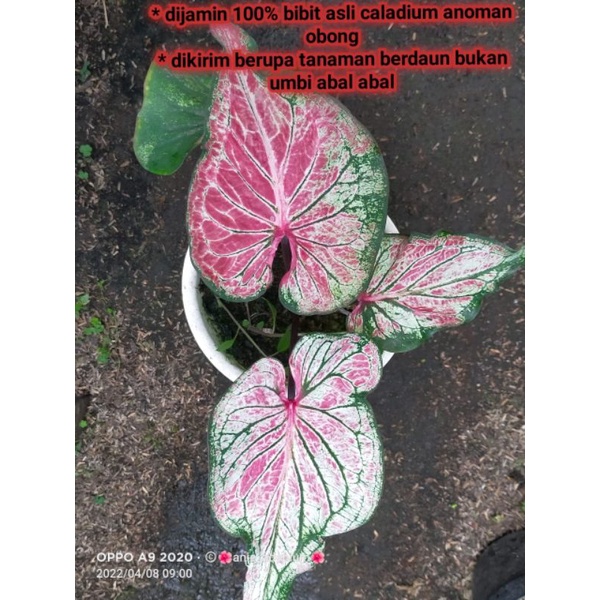 keladi Anoman obong/ caladium Anoman obong murah