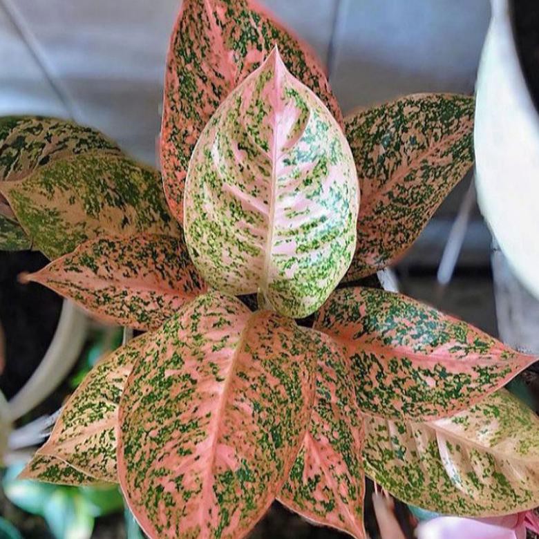 ( BISA COD ) Bonggol Aglonema Orange Stardust | Bonggol indukan BERKUALITAS [Kode 1|Kode 2|Kode