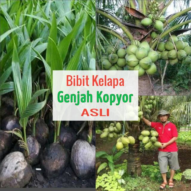 Bibit kelapa genjah kopyor asli