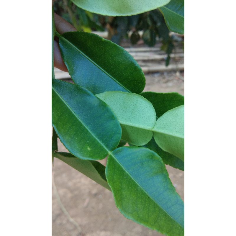 

Daun jeruk 25rb 500grm