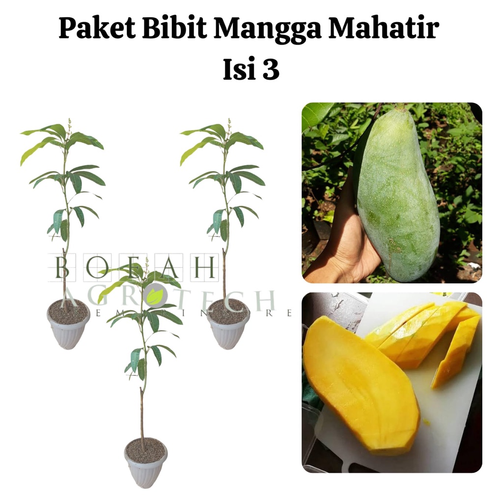 Paket Hemat Bibit Mangga Mahatir Okulasi Isi 3 Bonus Bibit Strawberry+Polibag