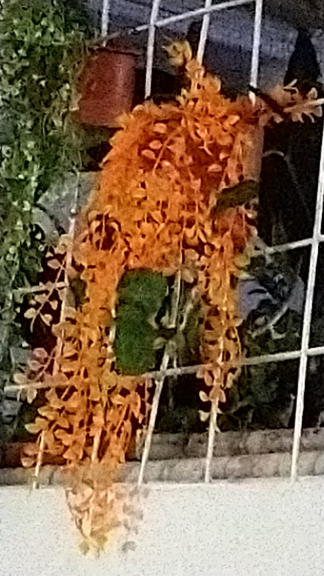 Paket Breket Wajik+juntai Kemuning/bunga Plastik/daun Plastik/rumput Plastik/daun Rambat Plastik