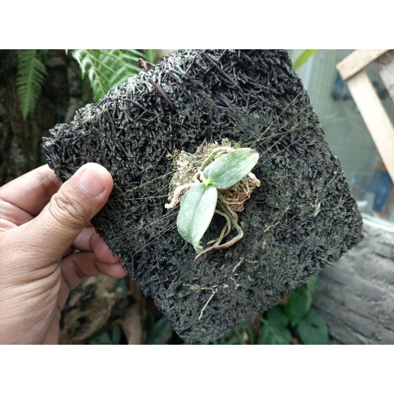 Phalaenopsis gigantea