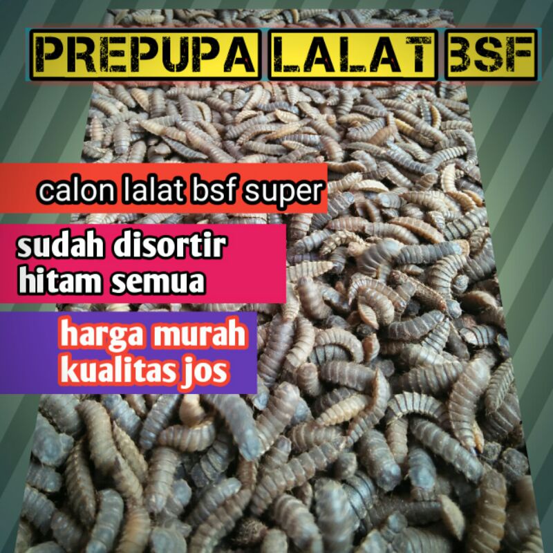 prepupa maggot BSF Super 1kg murah