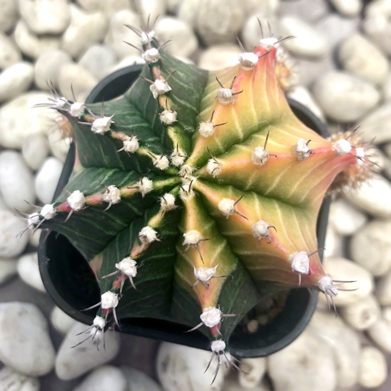 Kaktus Gymno Starfire (INDUKAN DAN ANAKAN)(~10cm)