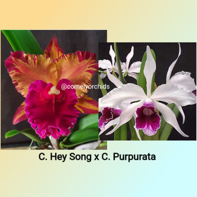 Anggrek Cattleya HYBRID SPIKE/ Amplop