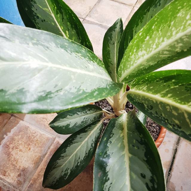 Aglaonema Commutatum Silver (Chinese Evergreen)