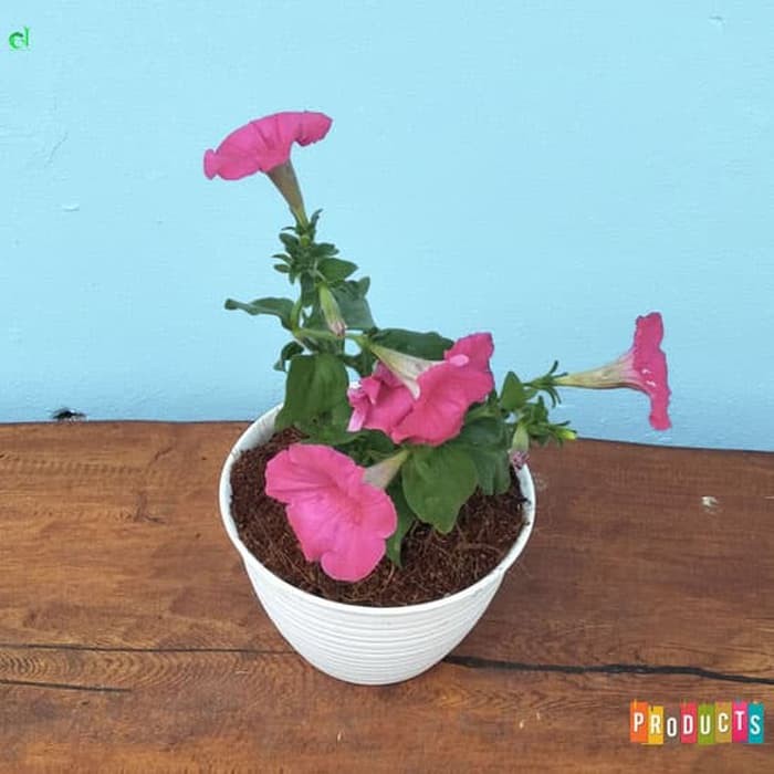 Petunia bunga pink TANAMAN HIAS BUNGA GANTUNG SIAP TANAM BUKAN BIJI