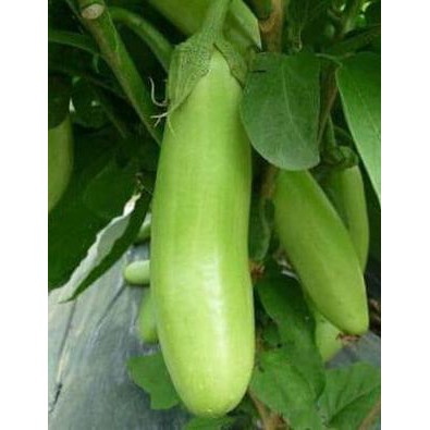 Benih Biji Bibit Lokal Unggu Terong Hijau