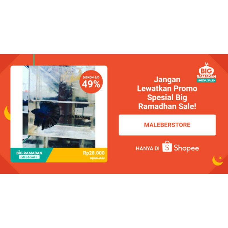 cupang Halfmoon Slayer, big ear, lavender dan rosetail size S M L XL