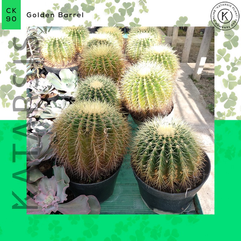 Tanaman kaktus Golden Barrel 20-25Cm Besar dan sukulen dengan pot untuk hias