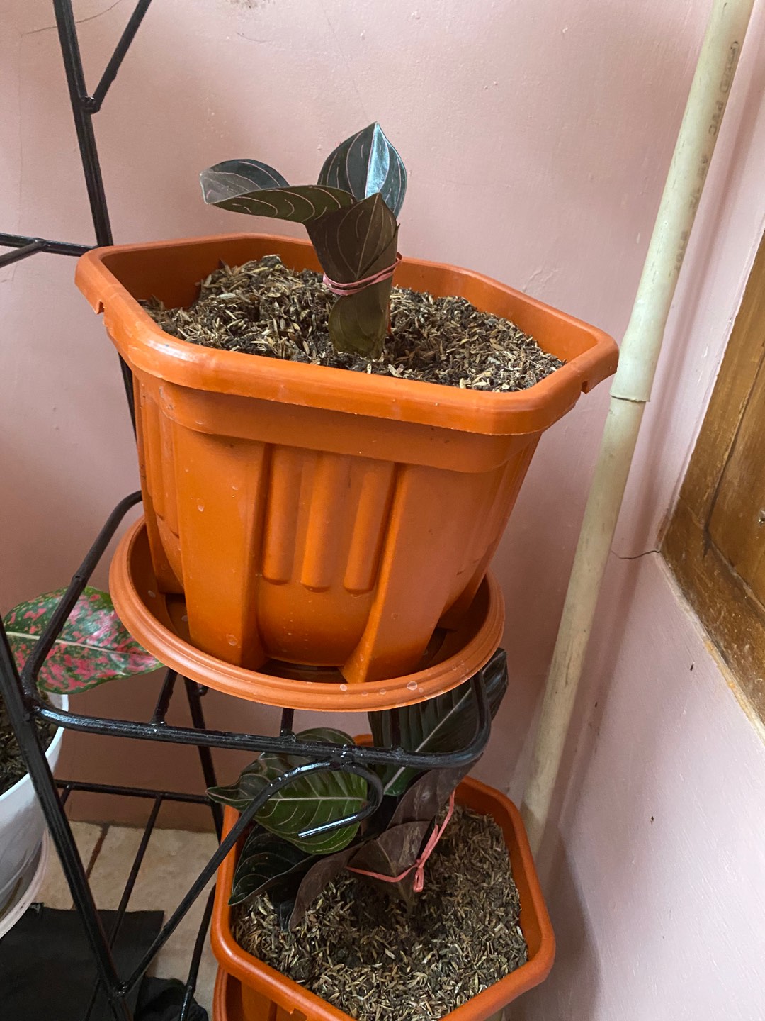 Aglonema Rotundum Aceh Yang Daun 3