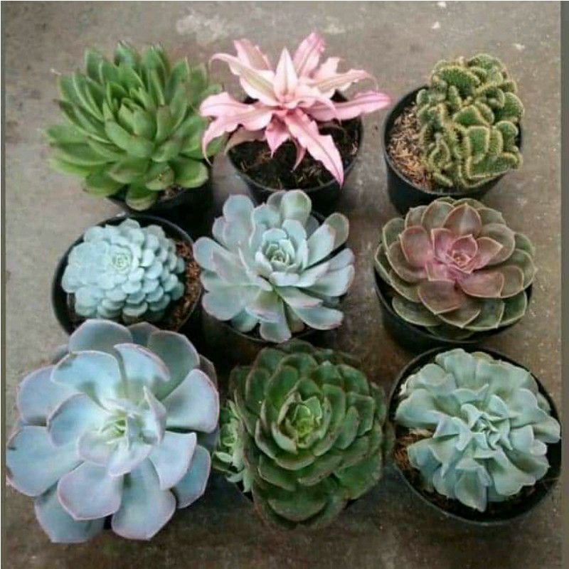 Tanaman Sukulen Jumbo 10 pcs Bunga Hias Hidup kaktus sekulen Besar skulen big random