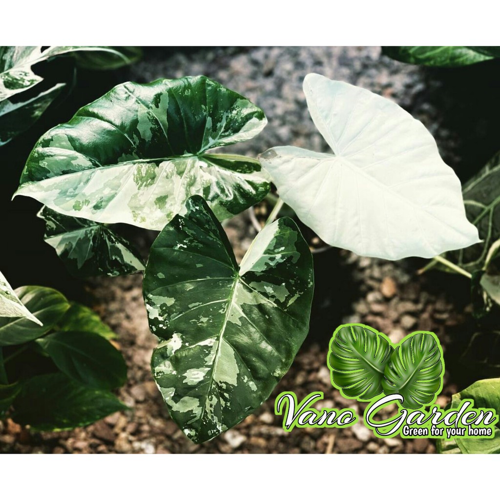 alocasia macrorizha varigata / sente varigata