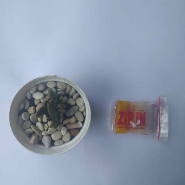 

Plastik ZIP IN 6 X 4 CM