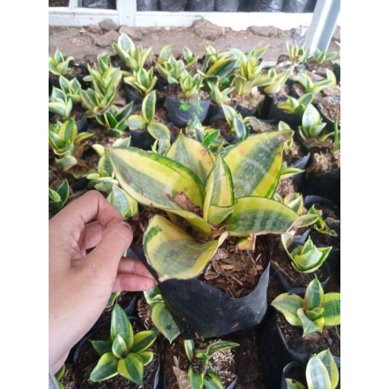 sansivera pagoda lidah mertua Pagoda