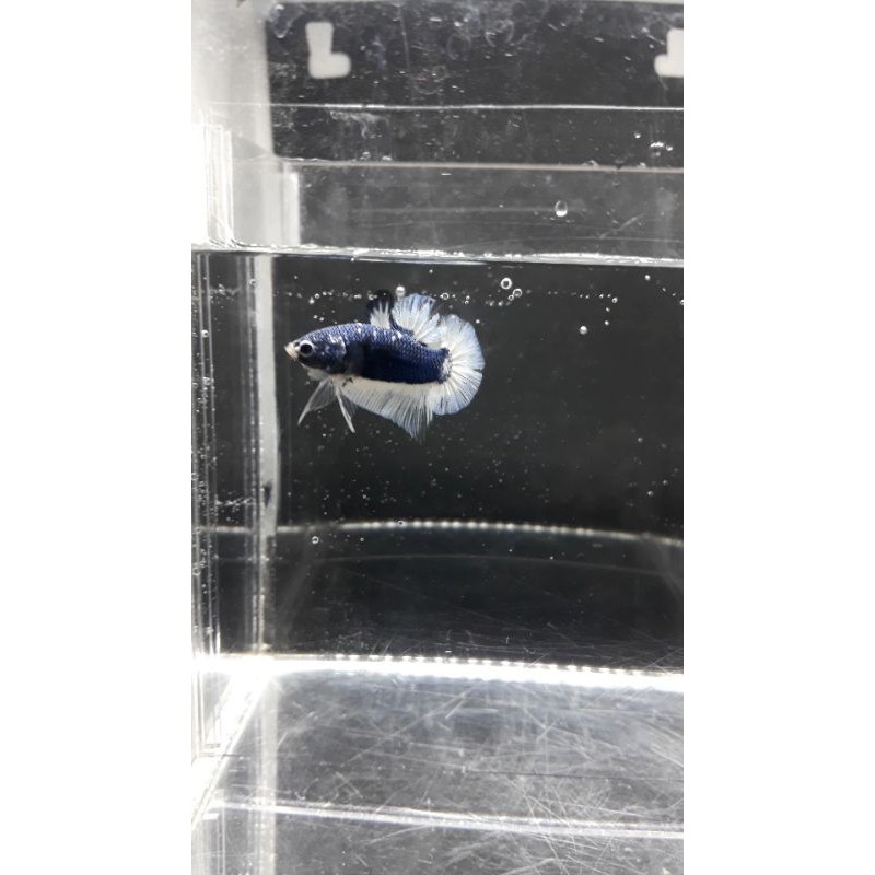 anakan cupang avatar (pesanan aditya)