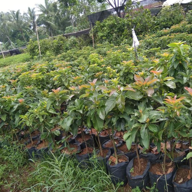 bibit alpukat wina kendil aligator miki ukuran 1 meter