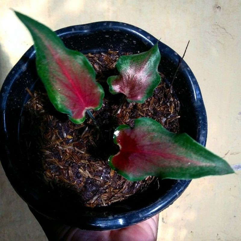 caladium keladi keris