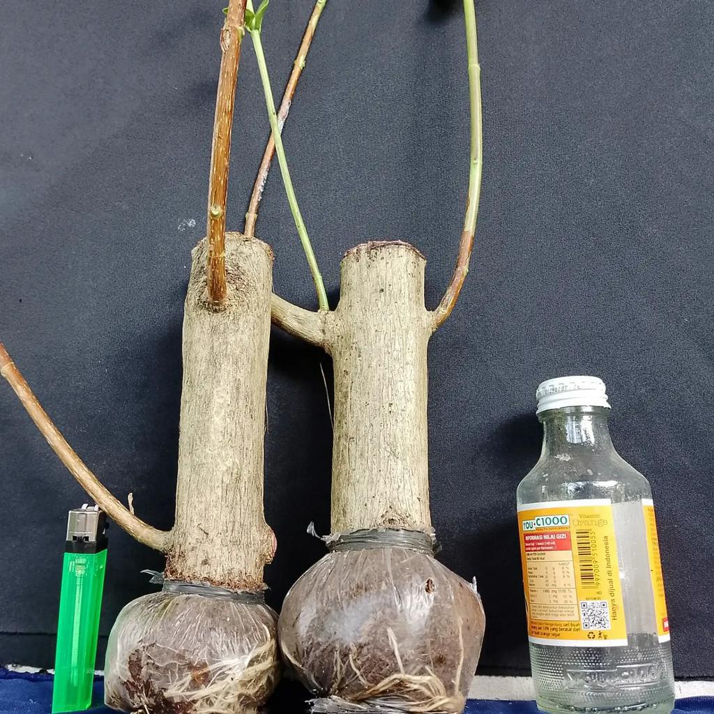 Sancang Besar Bahan Bonsai Bogel Mame Small Medium