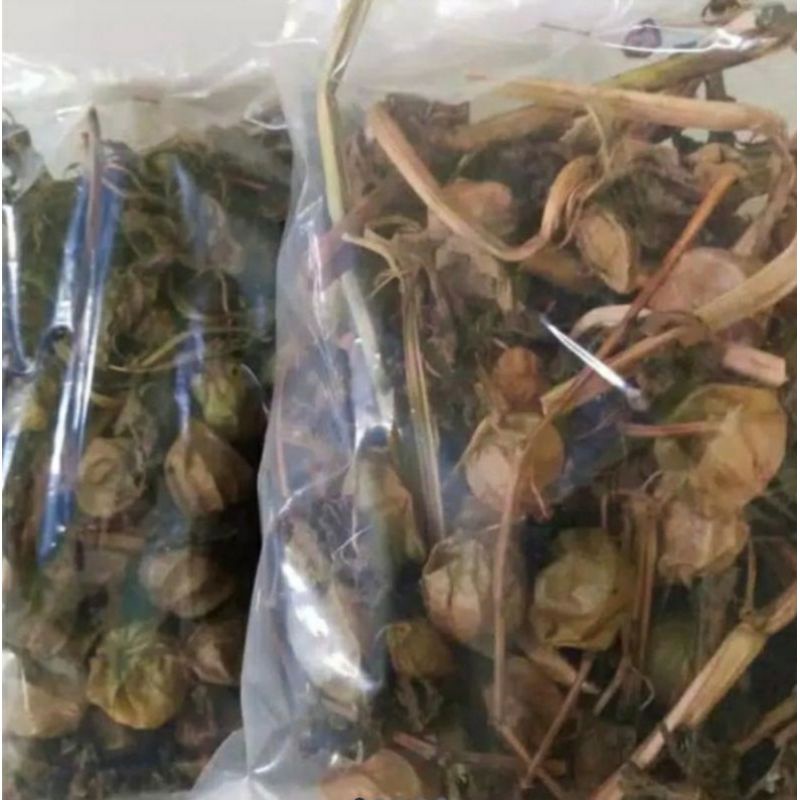 

ciplukan kering batang daun buah