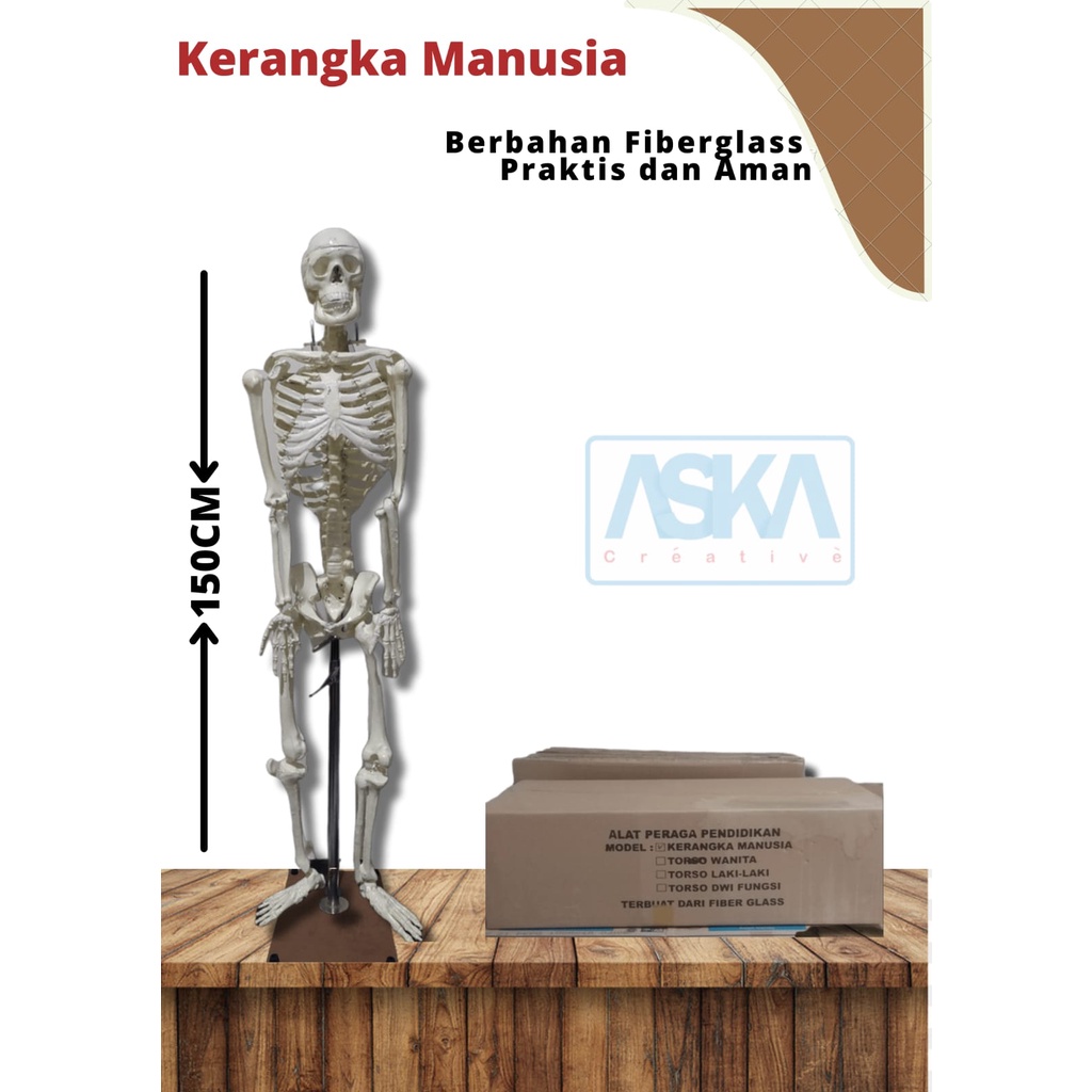 

Kerangka Manusia Besar (150cm)