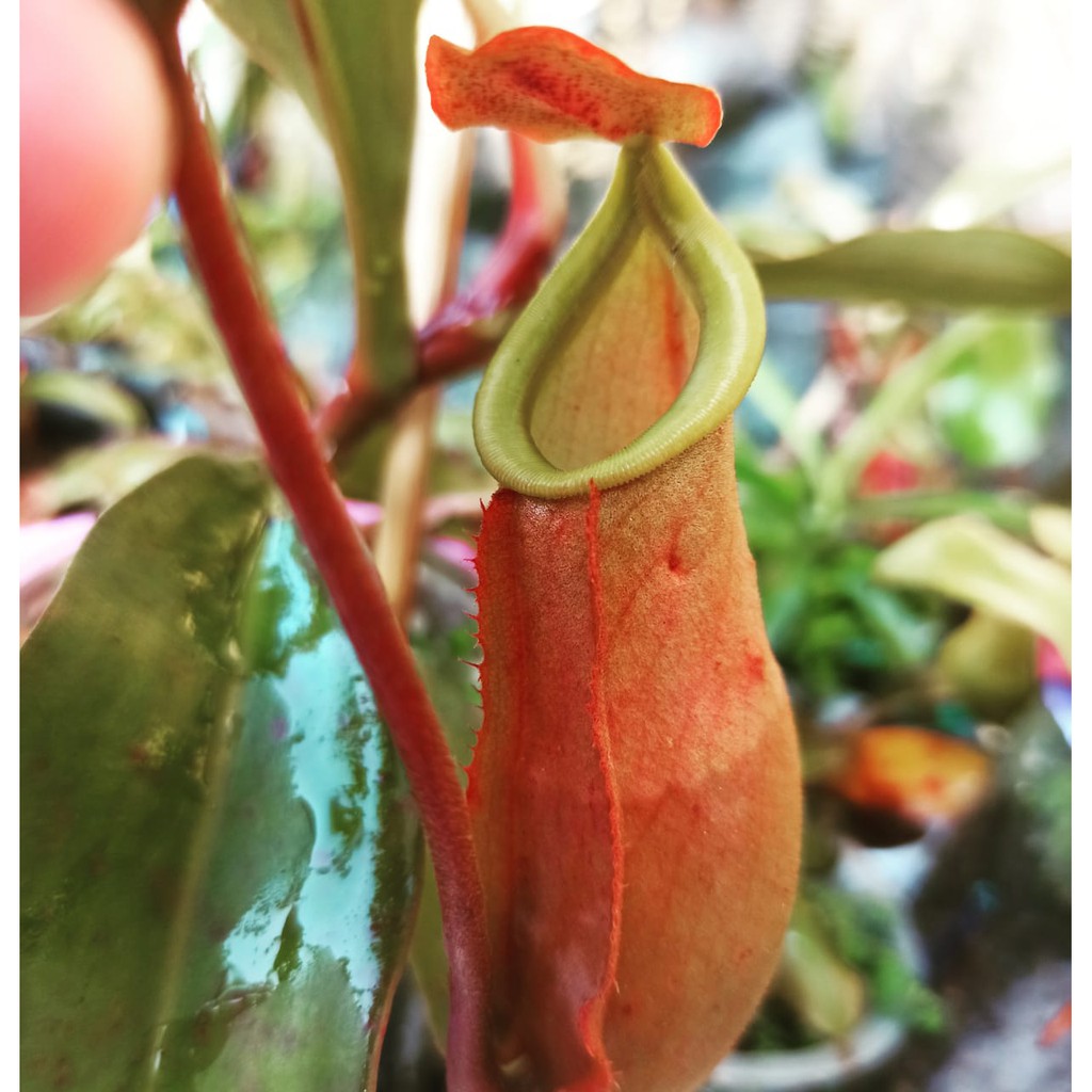 Tanaman Karnivora Nepenthes/Kantong Semar Mirabilis x Veitchii Bario Golden