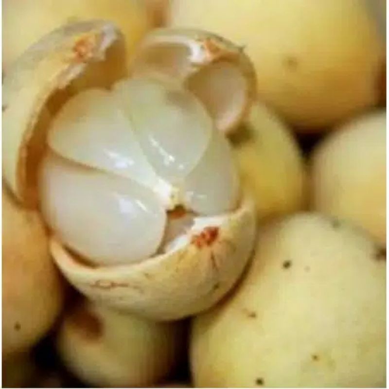 

Duku Palembang asli manis kulit cerah