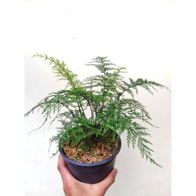 Tanaman hias pakis / tumbuhan paku