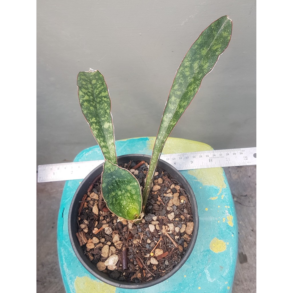sansevieria schimitariformis macosa, zimbabwe sp.