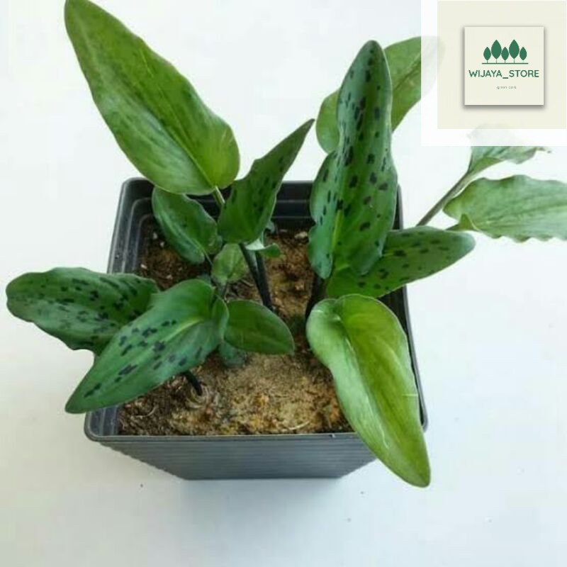 tanaman hias keladi katak - tanaman hidup