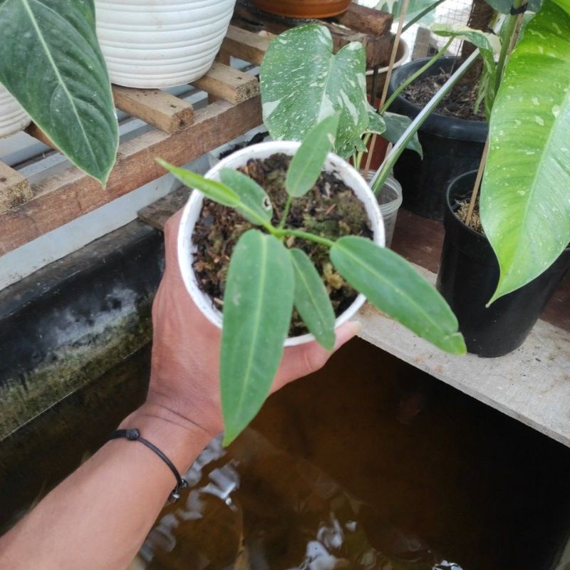 Anthurium Waroqueanum (lidah gajah)
