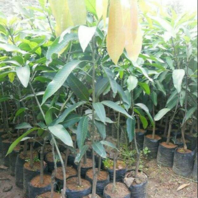 BIBIT BUAH MANGGA MADU JUMBO SUPER MANIS DAN LEMBUT