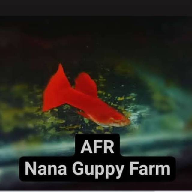 Ikan Guppy AFR sepasang