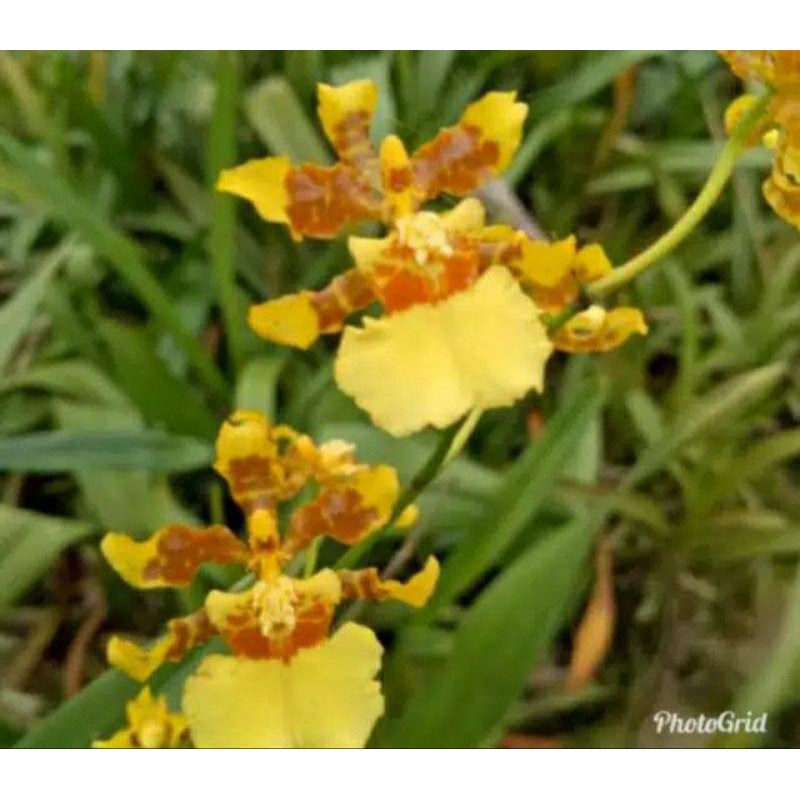 Anggrek Oncidium Americana | Oncidium Plant | Oncidium Murah