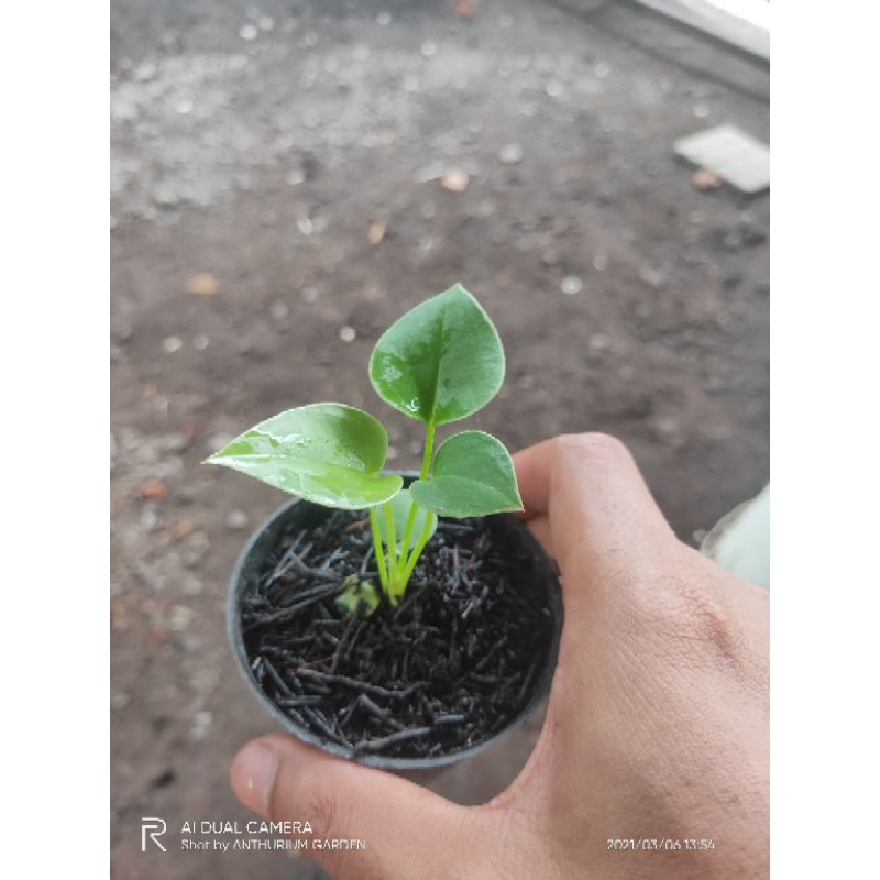 Anthurium Corong/Brownii(bibit)