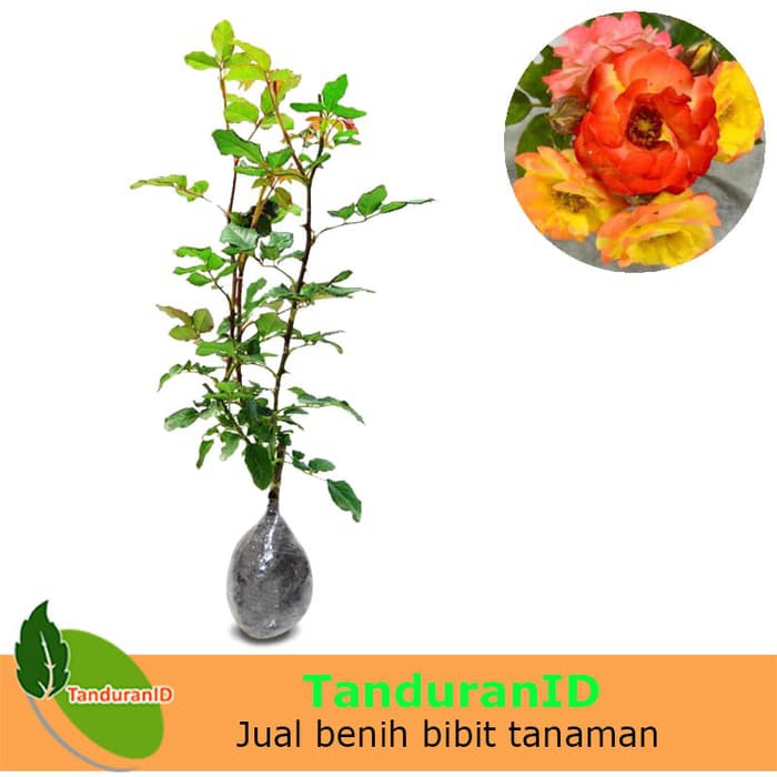 Tanaman Hias Bunga Mawar Floribunda Colorado